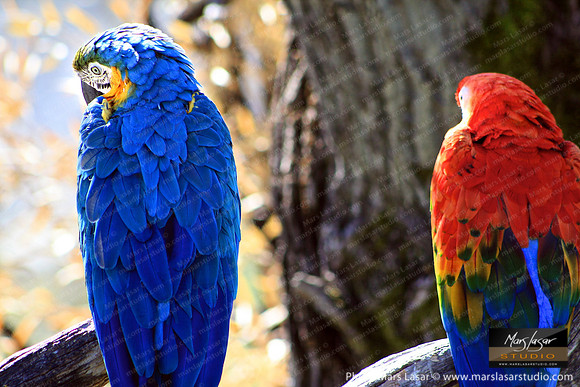 Parrots on a Branch