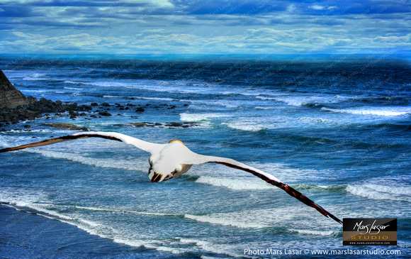 Freedom