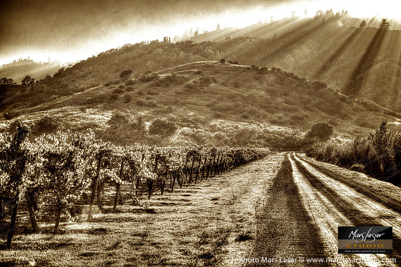 Old Vineyard Road 2_sepia
