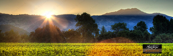 Sauvignon Blanc Sunrise_pan