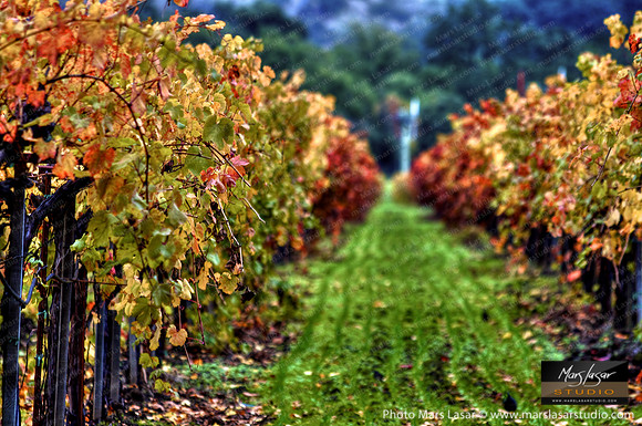 Late Fall Rows 1