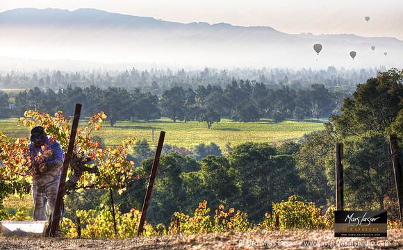 Trefethen Morning Harvest
