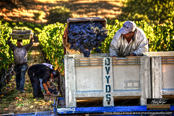 Casa Piena_Pickers 5