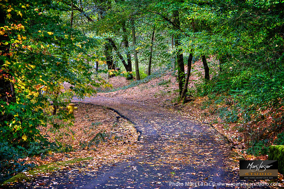 Quiet Fall Road