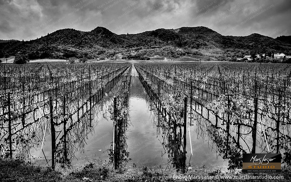 The Last of The Fall b&w