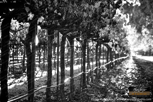 Sweet Fall B&W