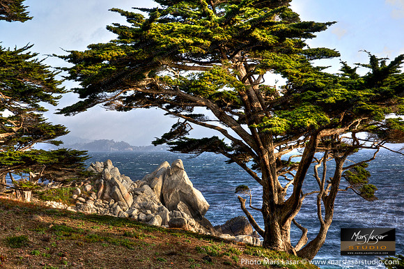Cypress Shores