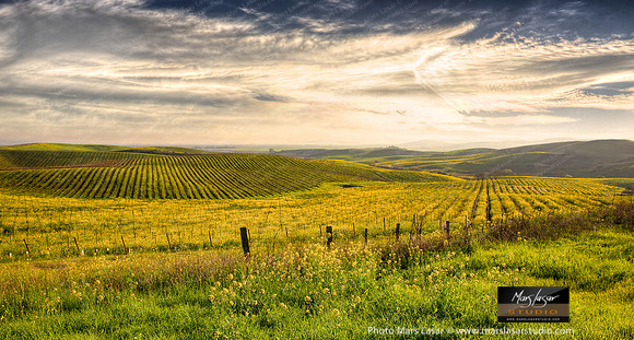 Magic Valley Mustards