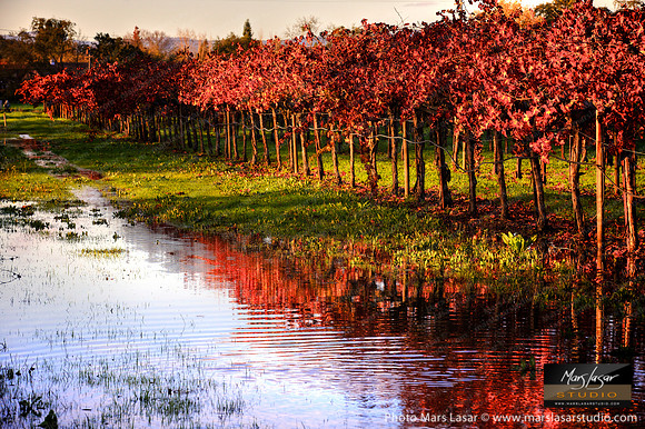 Vineyard Reflections