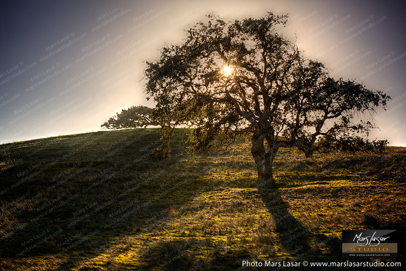The Old Oak On The Hil