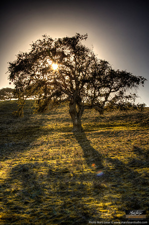 The Old Oak On The Hil_vert
