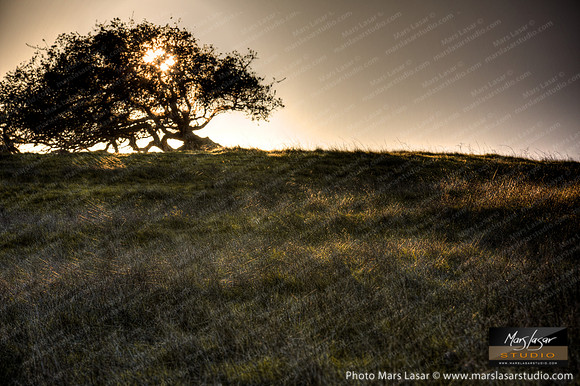 The Old Oak On The Hil 2