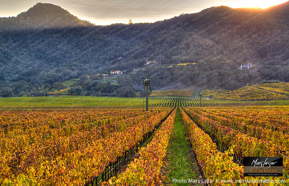 Rays Across The Fall