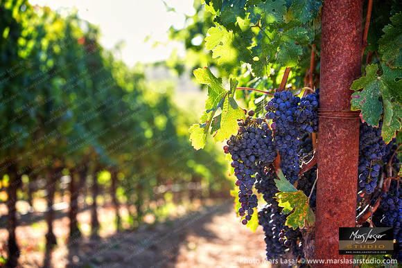 Sweet Family Hom eCab