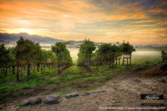 Foggy Harvest Morning
