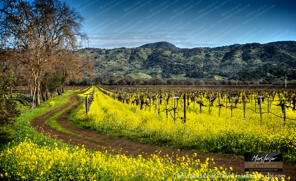 Mustard Season