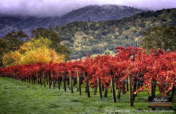 Late Fall Vines