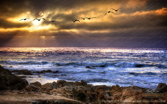 Pelican Shores