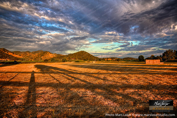 Summer Field Shadows