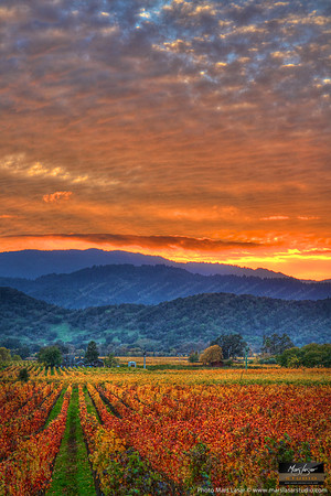 Vintners Sunset_vert