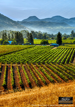 Fields Of Fortune_vert