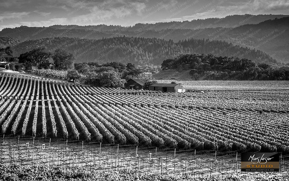 Wine Country B&W
