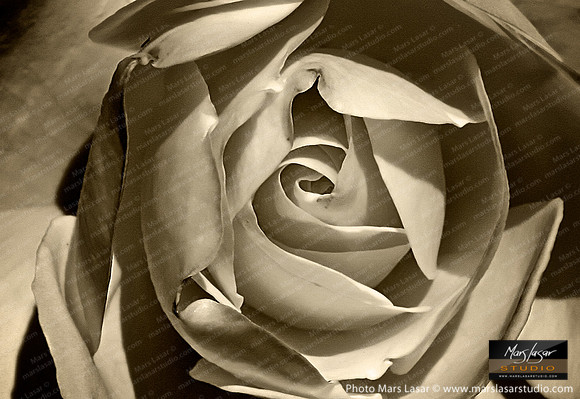 Classic Rose_sepia