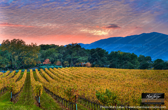 Vineyard Art
