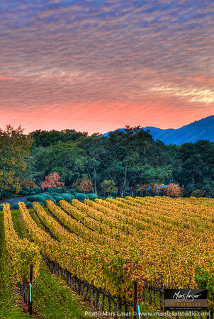 Vineyard Art_vert