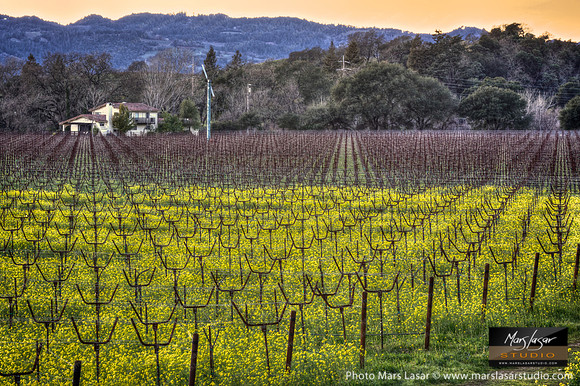 Silverado Mustard Twilight