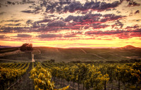 Carneros Magic