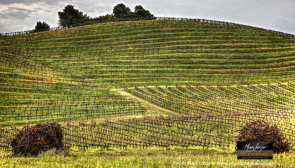 New Life In The Vineyards