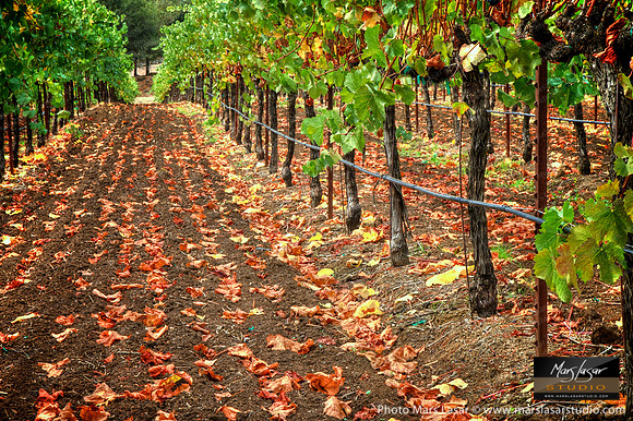 Chandon Fall Vineyard