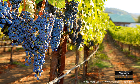 Merlot Harvest