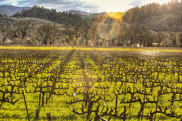 Calistoga Mustard Bliss