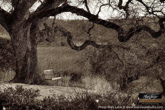 Tree Swing Stories_sepia
