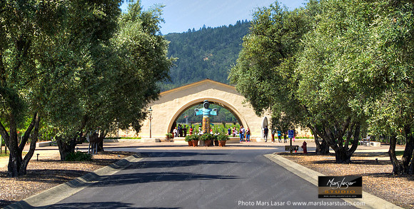 Mondavi Winery Summer 4