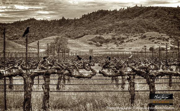 Crows In The Vineyard_sepia