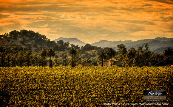 Vintners Gold