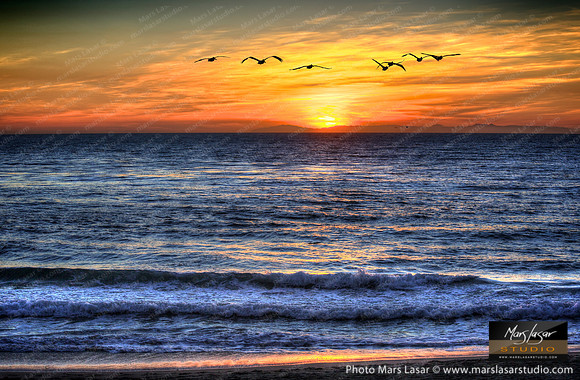 Pelican Sunset