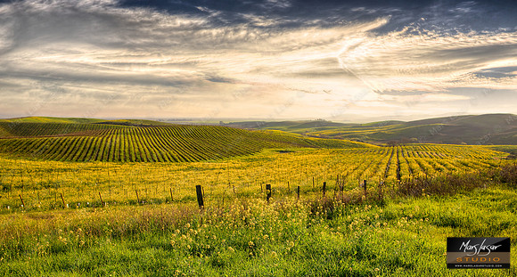 Magic Valley Mustards