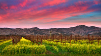 Mustard Twilight