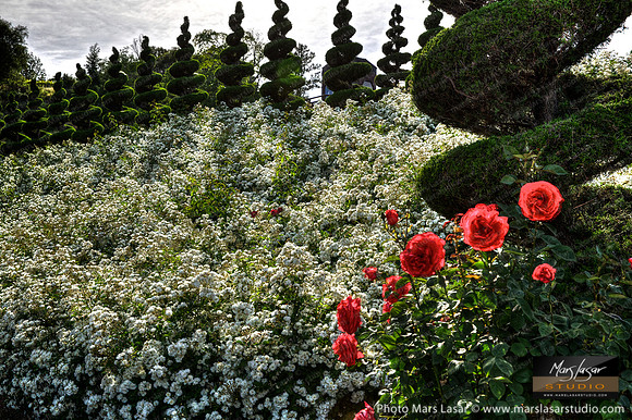 Newton Roses 2