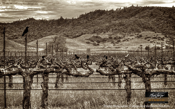 Crows In The Vineyard_sepia