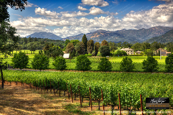 Napa Valley Summer