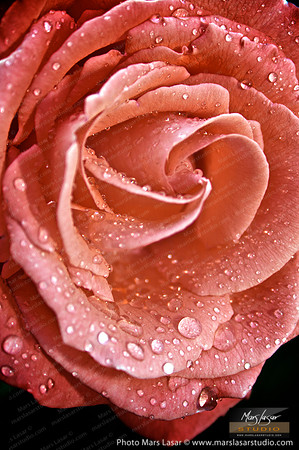 Classic Peach rose