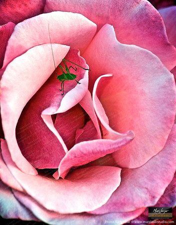 Flower Finals 35