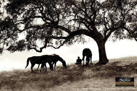 The Horse Whisperer 17