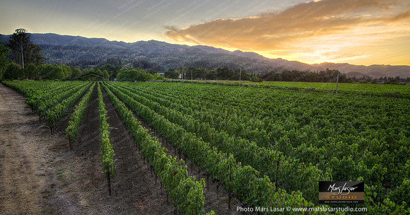 Rutherford Grove Twilight