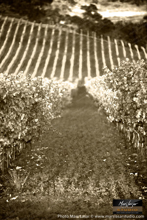 Fall Vineyard Glow_sepia